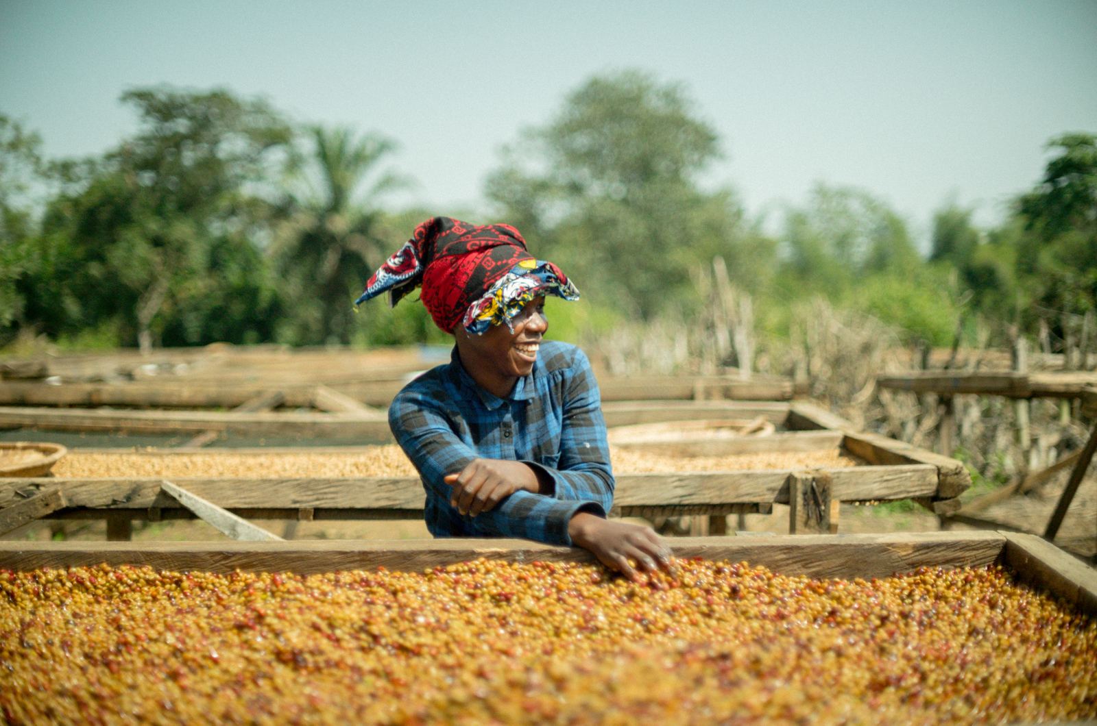 A farmer at the raised drying beds in Macenta