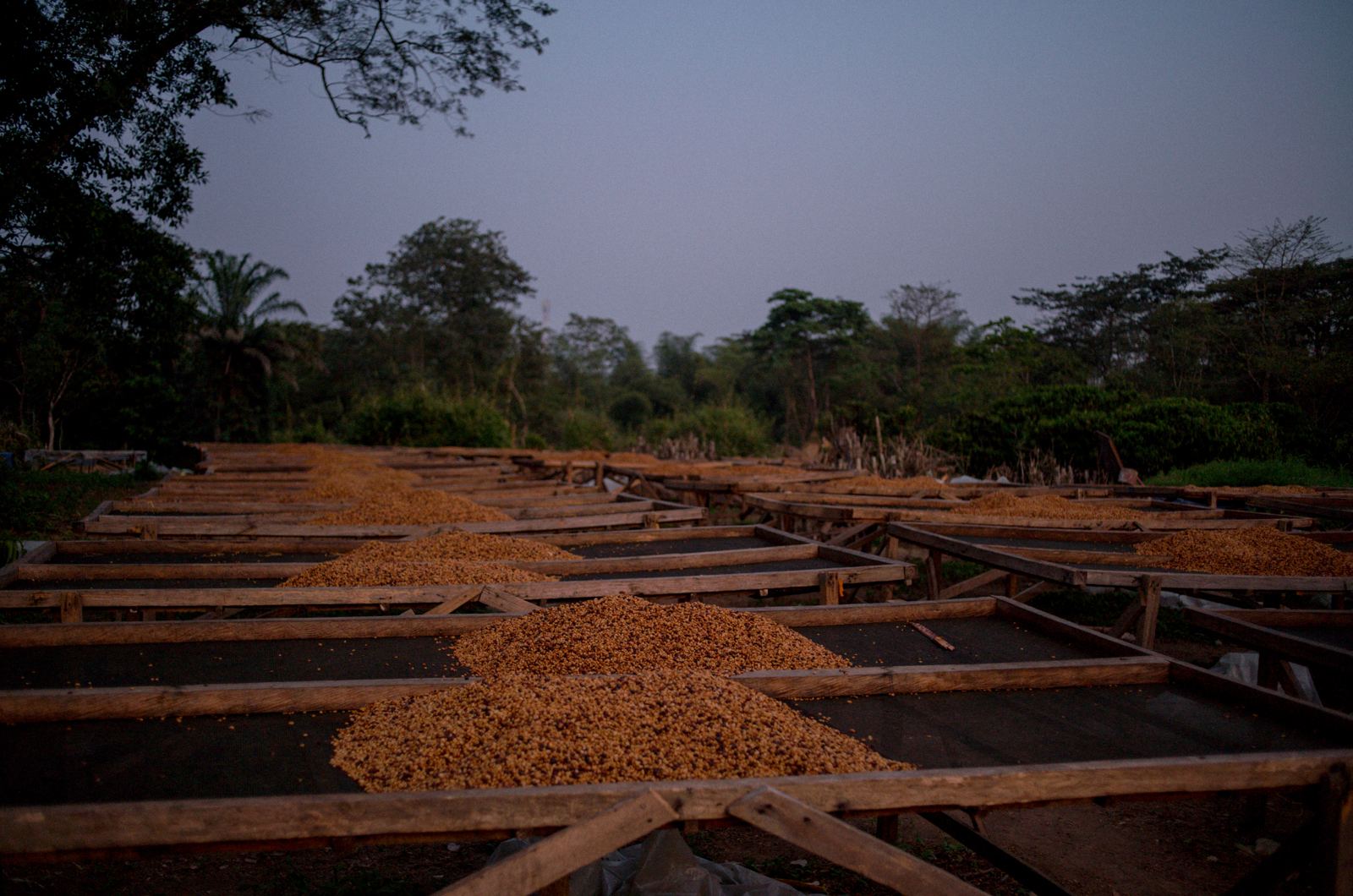 Raised drying beds at dusk in Macenta
