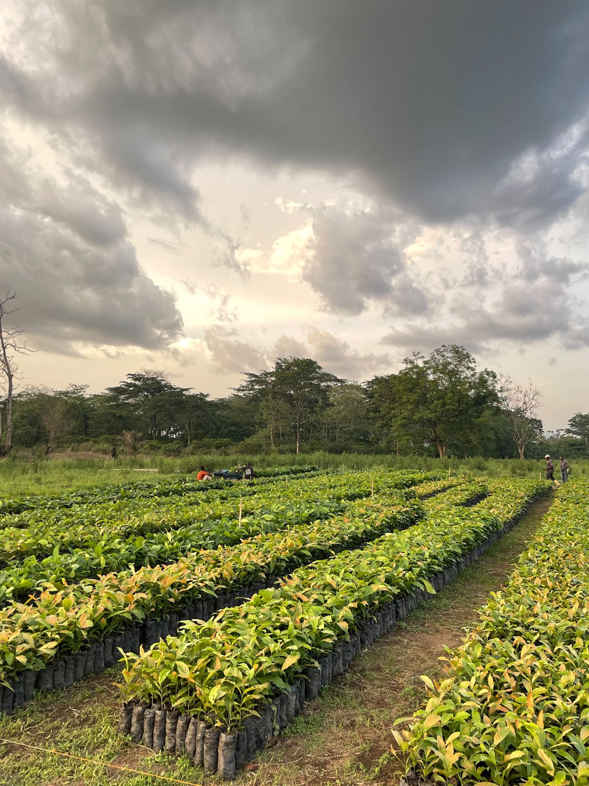 Rows of young coffee seedlings at the Macenta Beans nursery