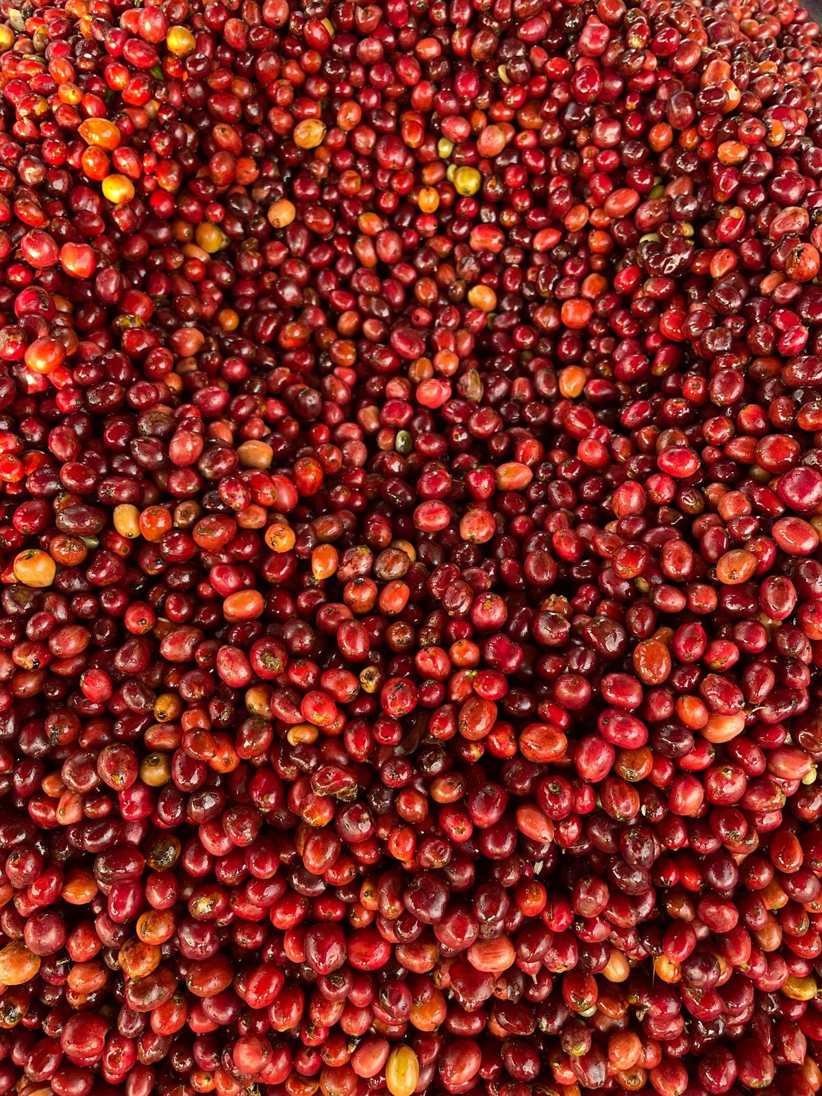 Ripe red Robusta cherries