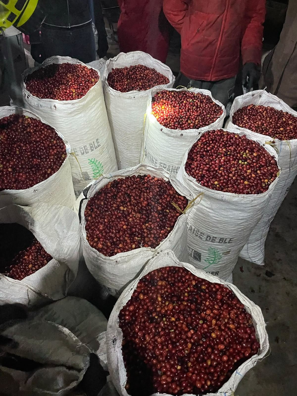Sacks of freshly picked cherries at the Macenta station