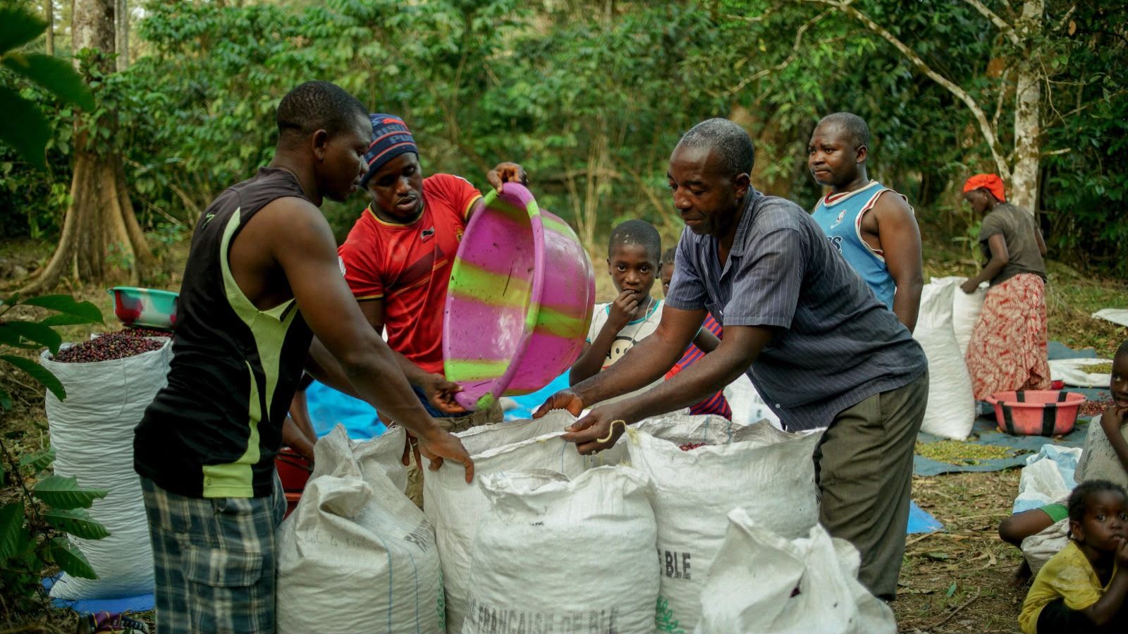 Farmers loading sacks of coffee cherries