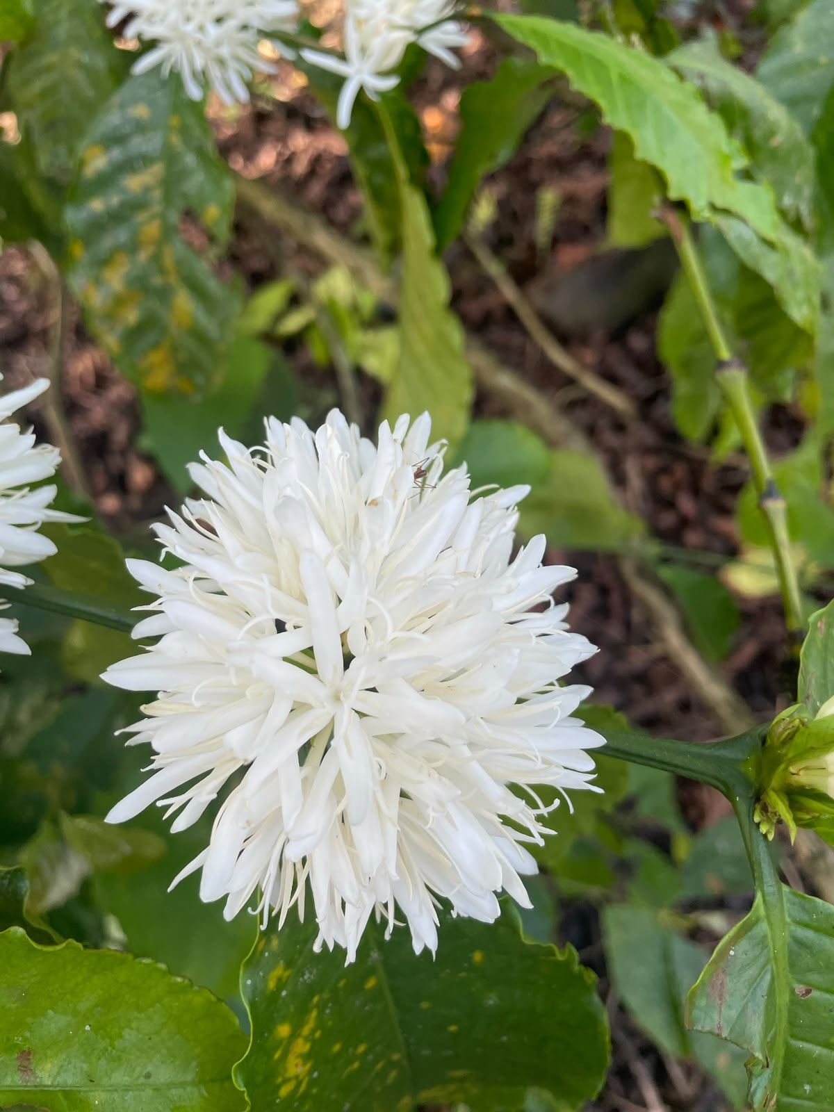 Coffee blossom on a Robusta tree