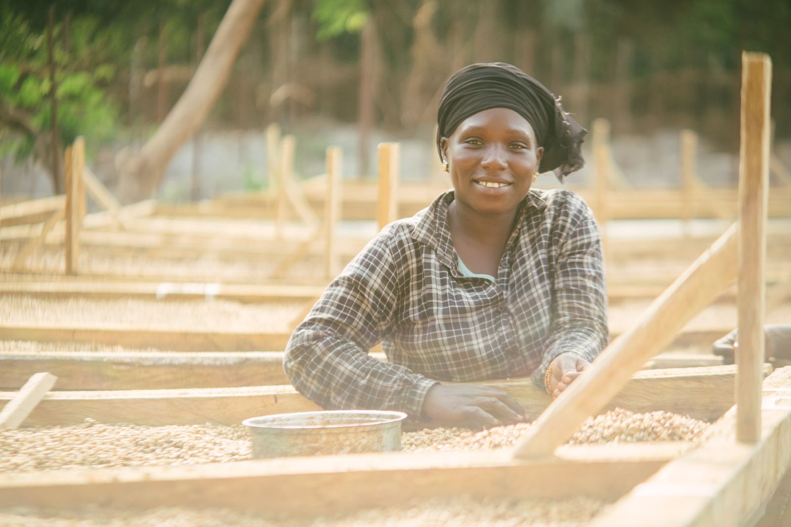 A Macenta Beans worker sorting parchment coffee on a drying table